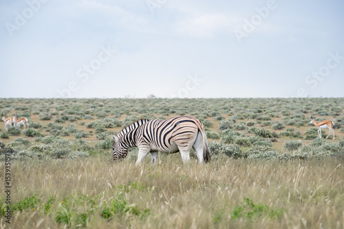 Burchell s  Plain s  zebra