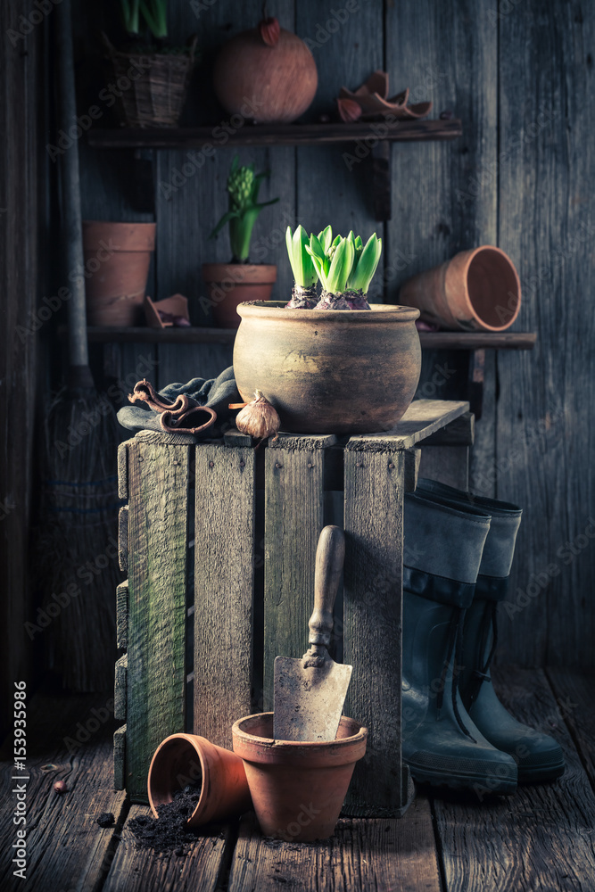 Young green crocus and old wooden shed Young green crocus and old wooden shed