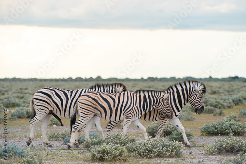Burchell s  Plain s  zebra