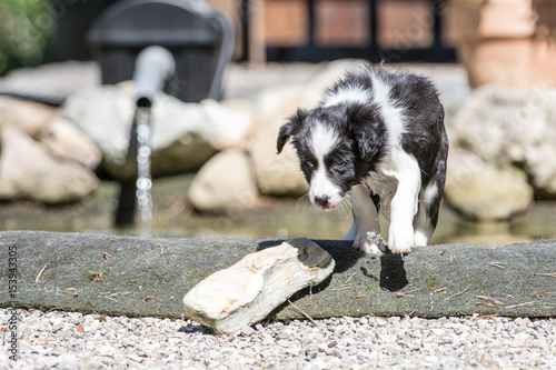 Border Collie Welpe geht das erste Mal schwimmen