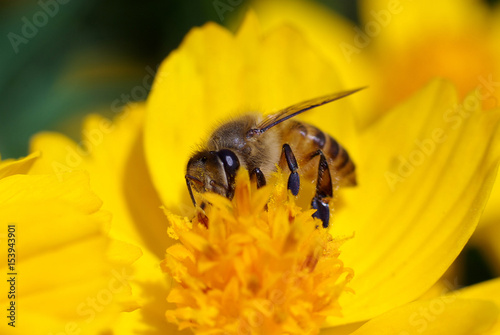 hardworking bee busy pollinating a bright yellow daisy