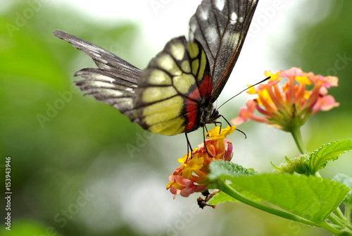 Beautiful butterfly (Redbase Jezebel) pollinating an orange and pink Lantana flower photo