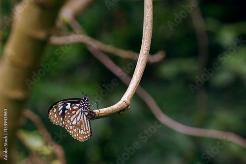 Beautiful butterfly (Glassy Tiger) hanged on a tree branch