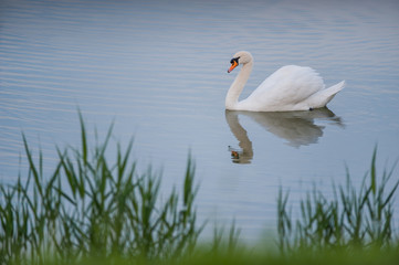 Acrylglasbilder Schwan Weißer Schwan treibt auf Bergsee  © kiri