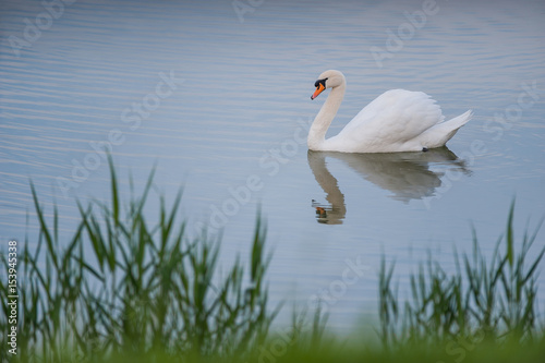 Beautiful white swan floating in the lake