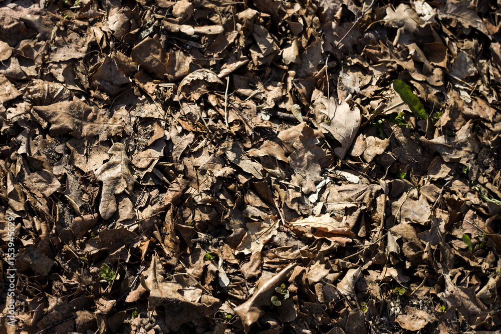 dry yellow leaves on the ground dry yellow leaves on the ground