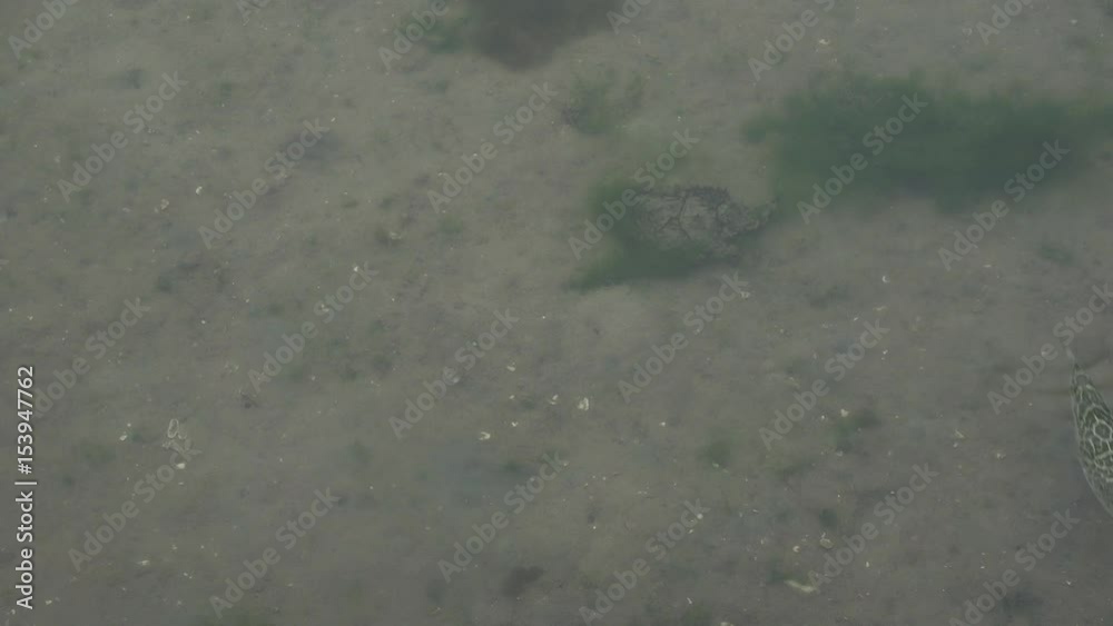 lots of fishes swimming in sea, Florianopolis lots of fishes swimming in sea, Florianopolis