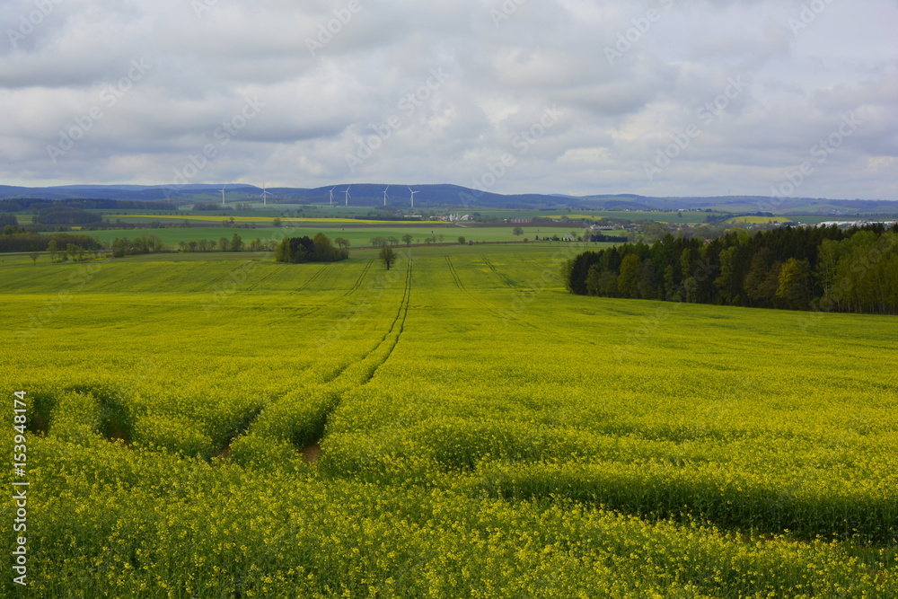 Blühende Landschaften in Sachsen