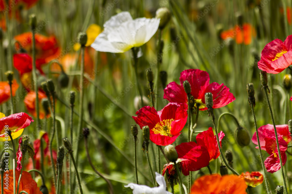 Spring flowers in the field Spring flowers in the field