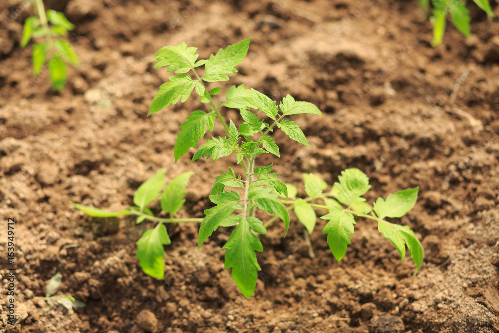 Plant a sapling a tomato bush in the greenhouse Plant a sapling a tomato bush in the greenhouse