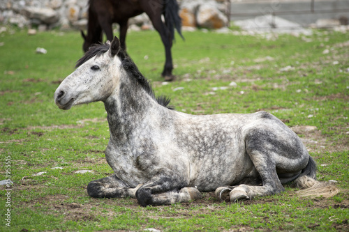 Gray spotted horse sits on a green meadow