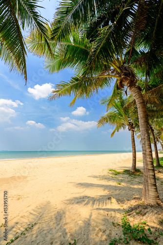 sunny tropical beach with coconut trees