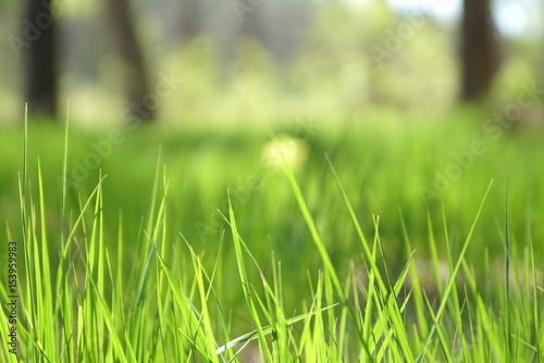 Grass On Forest Glade Closeup In Sun Light