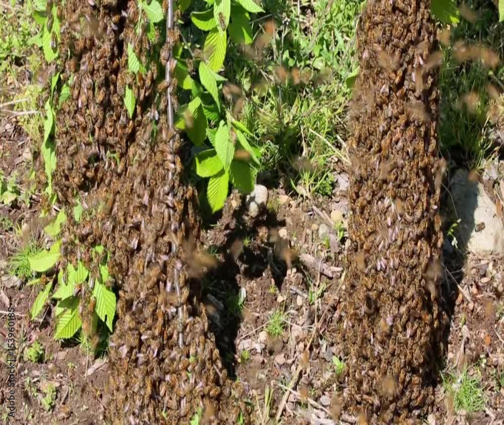 Honey Bee swarm on branches near ground Honey Bee swarm on branches near ground