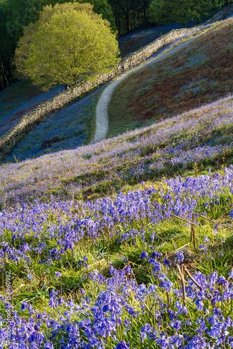 Rural path leading through bluebell carpets in the Lake District on a spring morning. photo