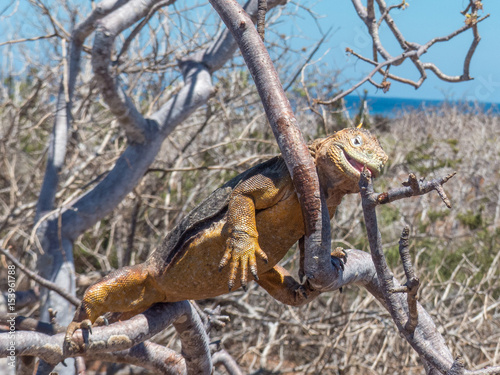 Galapagos land iguana (Conolophus subcristatus) on a tree Santa Cruz Island Galápagos Ecuador photo