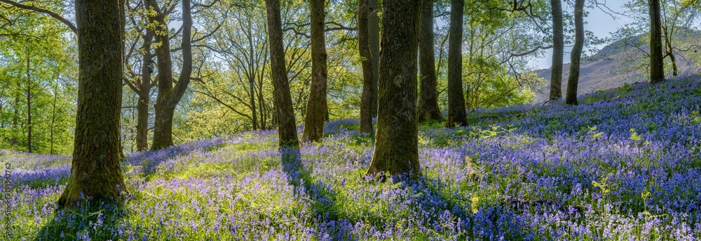 Naklejka premium Piękna wiosny panorama w lasowym lesie z Bluebell dywanem w przedpolu.