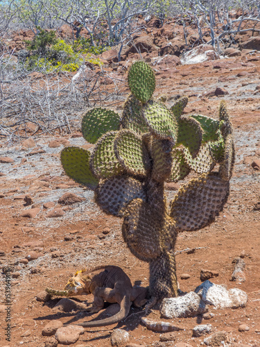 Galapagos land iguana (Conolophus subcristatus) eating in the shadow Santa Cruz Island Galápagos Ecuador photo