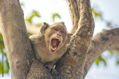 Photography angry monkey on the tree