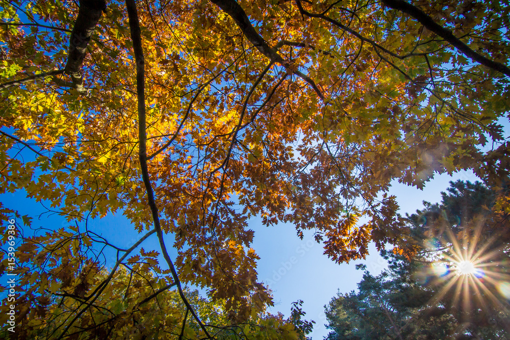 Fototapeta premium Looking up at orange maple leaf tree.