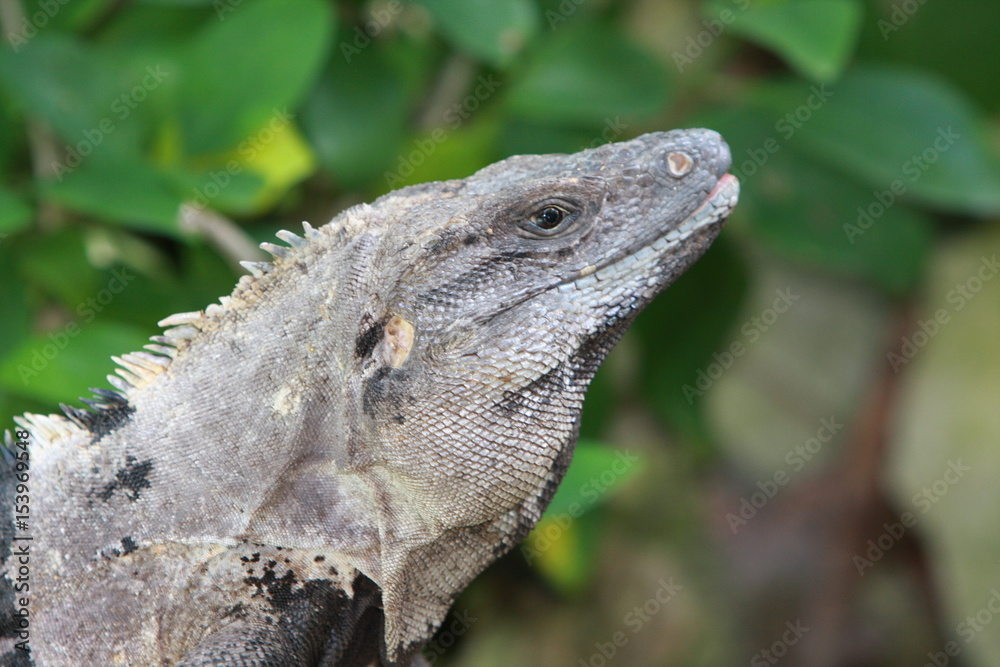 Fototapeta premium Iguana