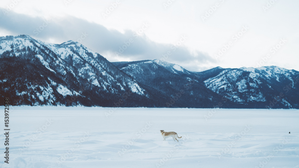 Dog in mountains and snow