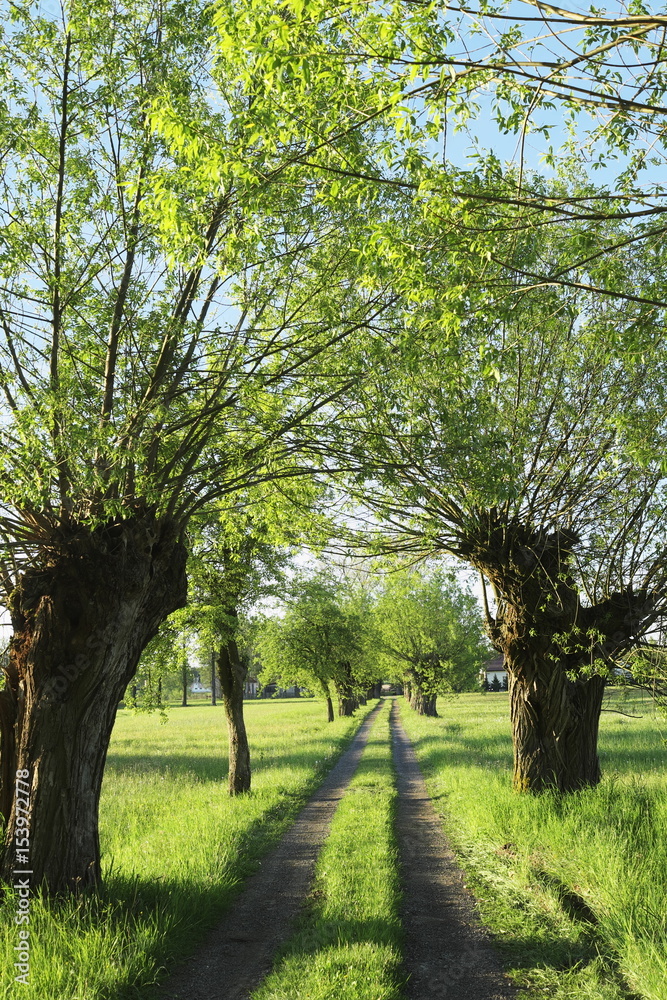 polna droga wśród wierzb 