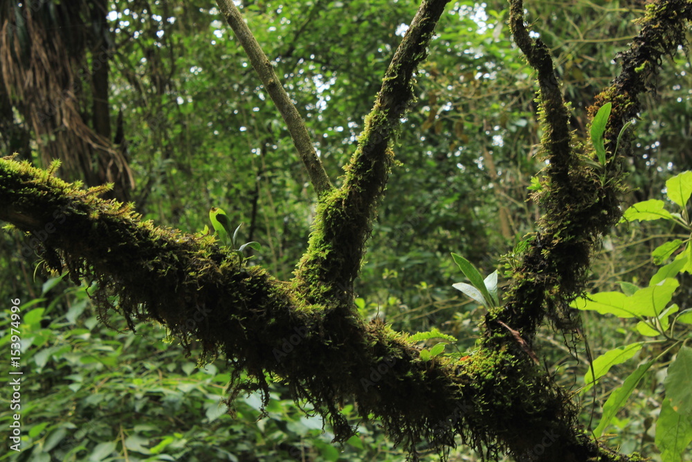Obraz premium tree