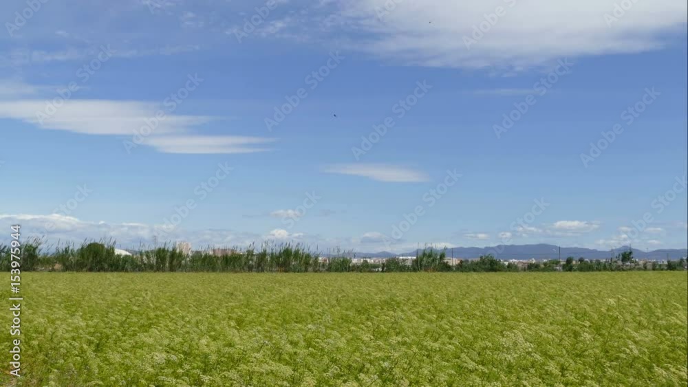 Wheatfield with lookout on back country and mountains Wheatfield with lookout on back country and mountains