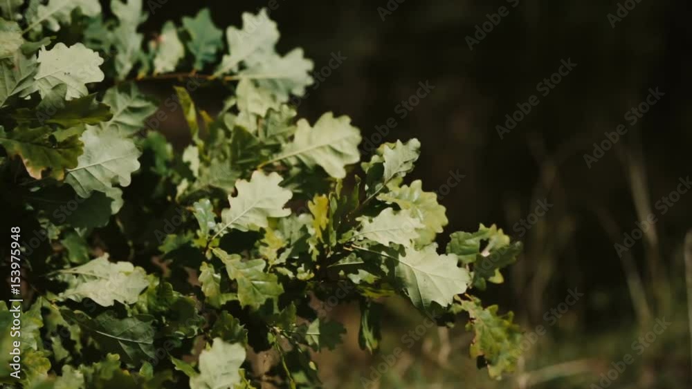 Close-up view of the oak tree. Leaves on a wood waves on the bright sunny summer day. Nature background. Close-up view of the oak tree. Leaves on a wood waves on the bright sunny summer day. Nature background.
