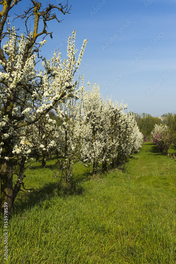 Cherry trees filled with flowers in a garden
