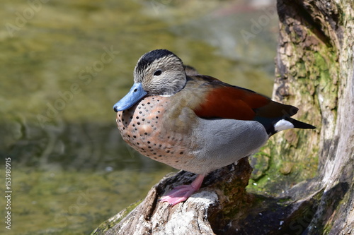 marbled teal callonettta leucophrys photo