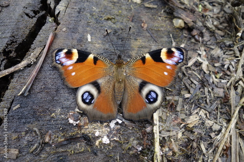 Tagpfauenauge (Inachis io) photo