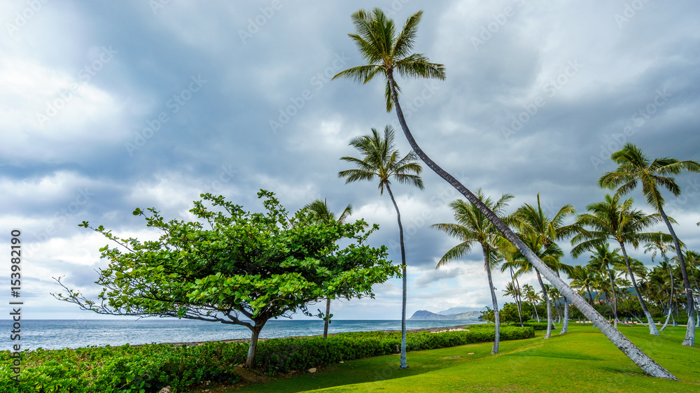 Palm trees in the wind under cloudy sky at the resort community of Ko Olina on the West Coast of the Hawaiian island of Oahu 