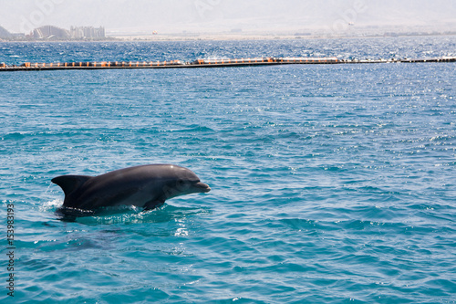 dolphine played in Red sea, Eilat Israel