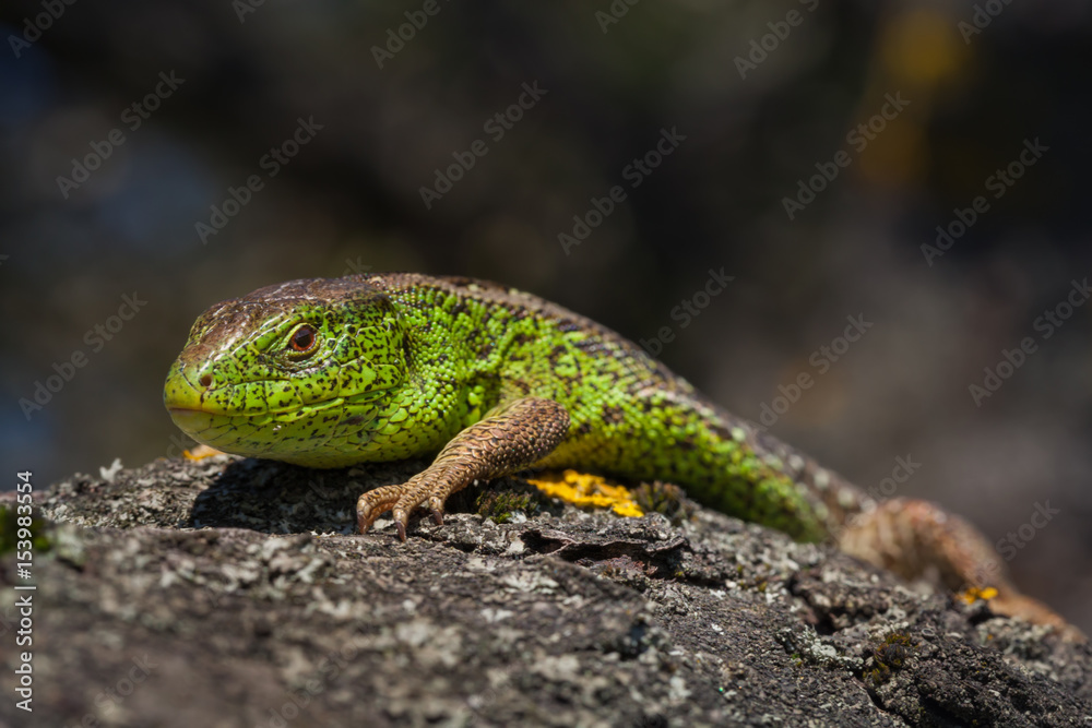 Nimble green lizard ( Lacerta viridis, Lacerta agilis ) closeup, basking on a tree under the sun..Male lizard in a mating season on a tree covered with moss and lichen. Reptile shot close-up
