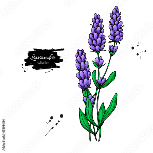 Lavender vector drawing set. Isolated wild flower and leaves. Herbal artistic style illustration.