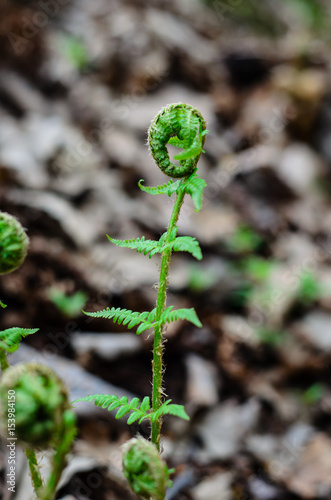 Young fern in a forest