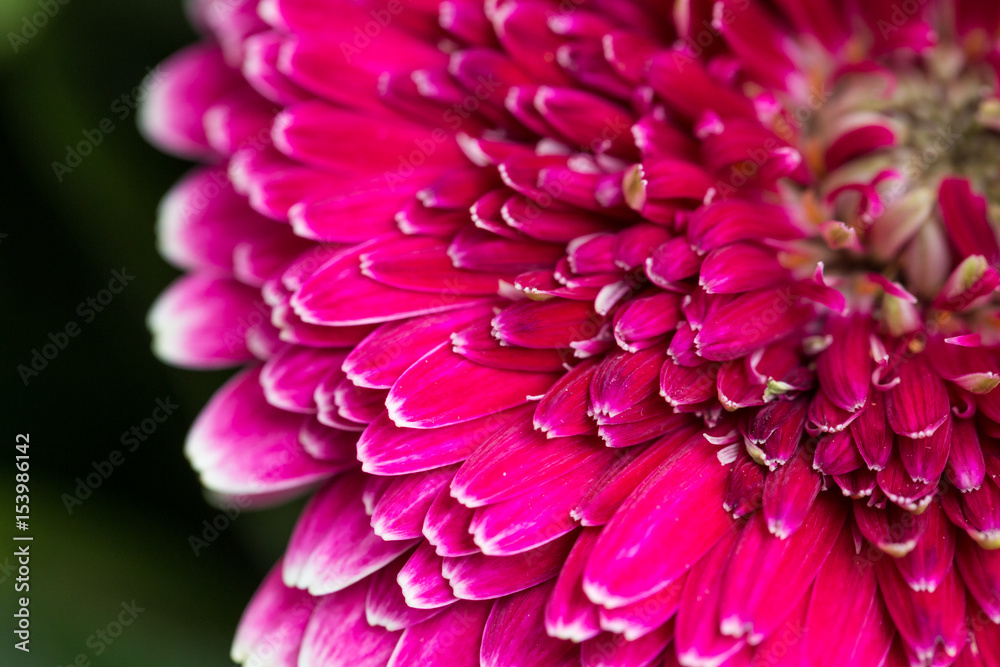 beautiful pink Chrysanthemum morifolium flower
