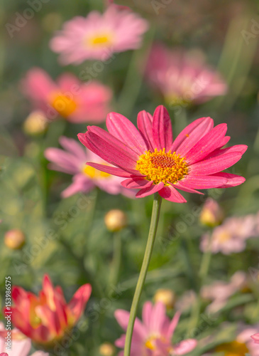 The beautiful Flowers in a flower greenhouse