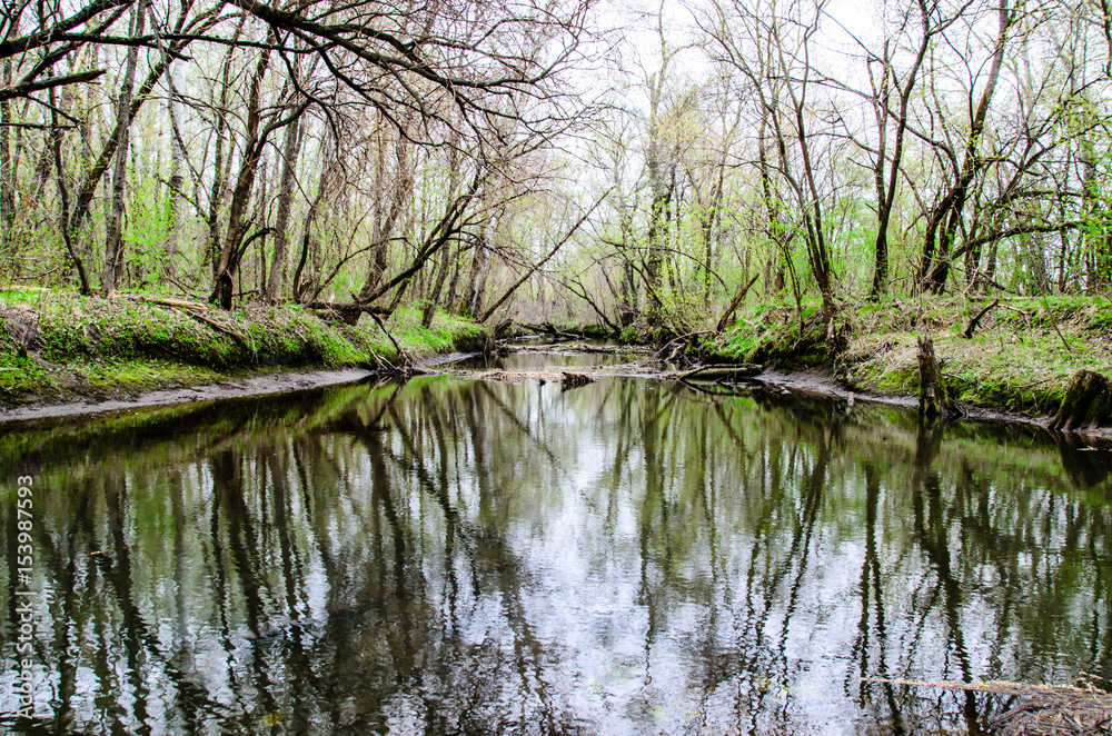 Obraz premium River in the forest