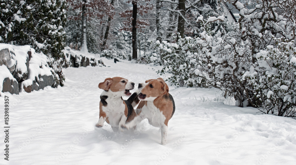 Hunde spielen im Schnee-Beagles
