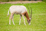 antelope eating grass