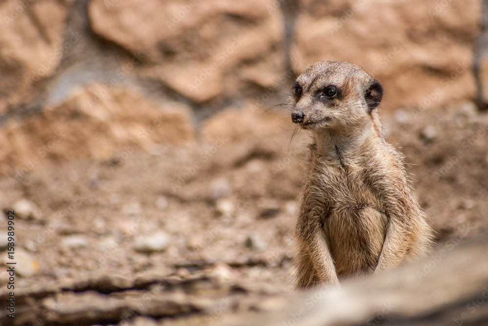Fototapeta premium Suricates in zoo