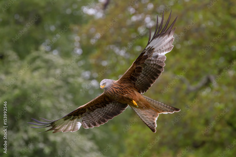 Fototapeta premium Beautiful Red Kite (Milvus milvus) in Flight