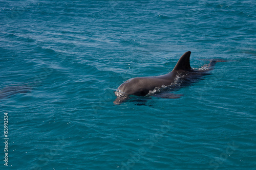 dolphine played in Red sea, Eilat Israel