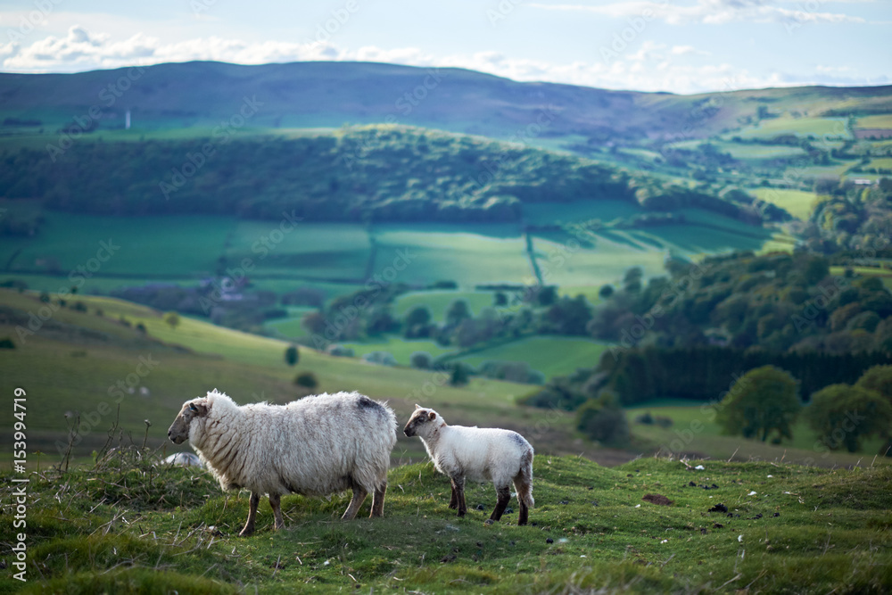 sheeps on a welsh mountain