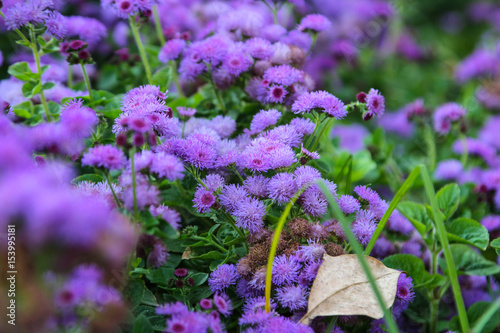 Violet Ageratum houstonianum blooming in a garden.  photo