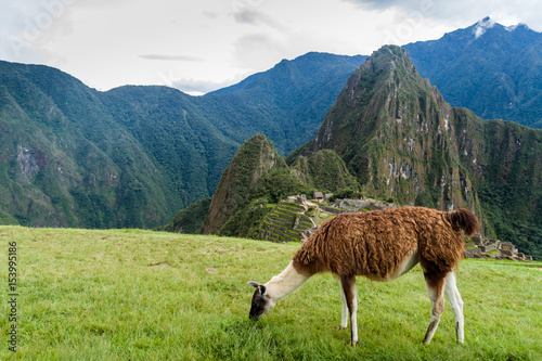 Lama at Machu Picchu ruins, Peru © Matyas Rehak