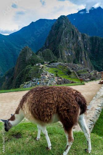 Lama at Machu Picchu ruins, Peru © Matyas Rehak